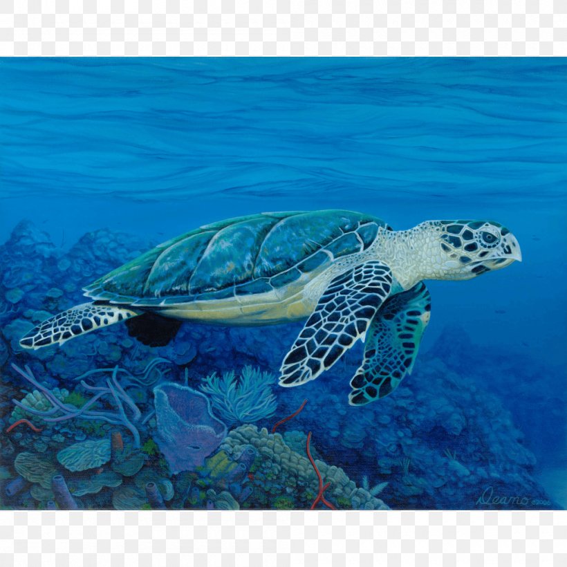 Hawksbill Sea Turtle Reptile Aquatic Animal, PNG, 1000x1000px, Turtle, Animal, Aqua, Aquatic Animal, Coral Reef Download Free