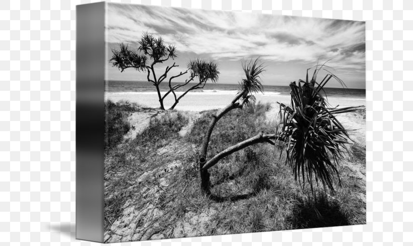Stock Photography Tree Sky Plc, PNG, 650x488px, Photography, Black And White, Landscape, Monochrome, Monochrome Photography Download Free