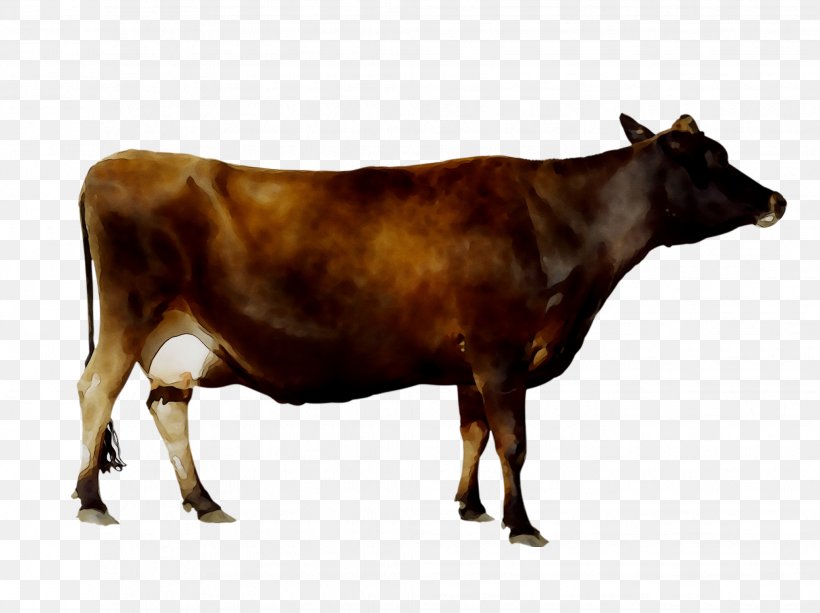 Dairy Cattle Calf Taurine Cattle, PNG, 2037x1523px, Dairy Cattle, Autocad Dxf, Bovine, Bull, Calf Download Free