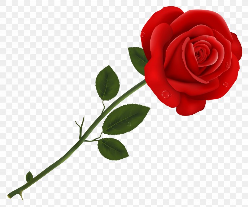Lancaster Tea Red Rose Pizzeria Red Roses, PNG, 5270x4411px, Rose, Cut Flowers, Floral Design, Flower, Flower Bouquet Download Free