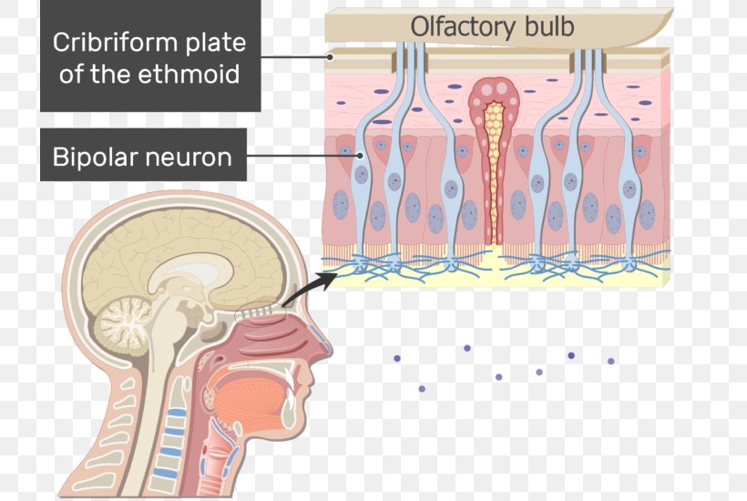 Nose Bipolar Neuron Anatomy Olfactory Receptor Neuron, PNG, 731x550px, Watercolor, Cartoon, Flower, Frame, Heart Download Free