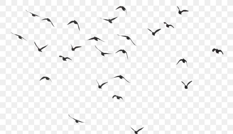 Bird Clip Art Image Transparency, PNG, 753x472px, Bird, Animal Migration, Beak, Bird Migration, Black And White Download Free