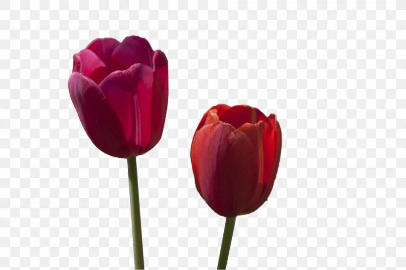 Tulip Flower Red, PNG, 960x640px, Tulip, Color, Cut Flowers, Flower, Flowering Plant Download Free
