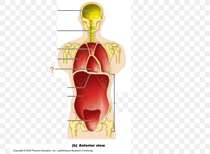 Ventral Body Cavity Anatomy Coronal Plane Human Body, PNG, 742x600px, Watercolor, Cartoon, Flower, Frame, Heart Download Free
