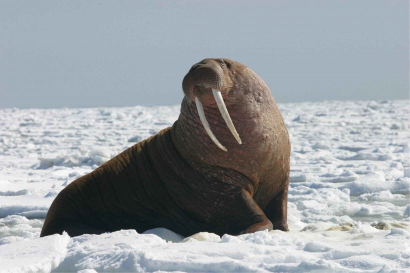 Walrus Migration United States Arctic Walrus Ivory, PNG, 3414x2278px, Walrus, Animal, Arctic, Arctic Ocean, Center For Biological Diversity Download Free