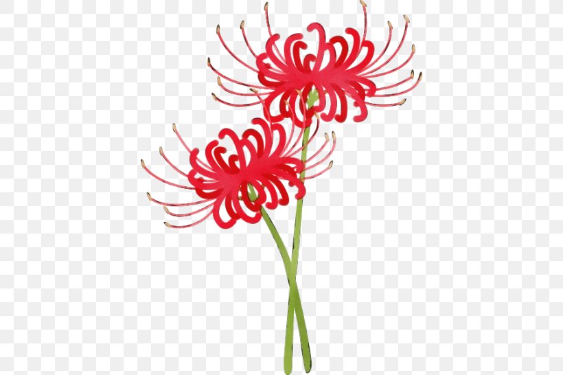 Flowers Background, PNG, 546x546px, Floral Design, Barberton Daisy, Chrysanthemum, Cut Flowers, Family Download Free