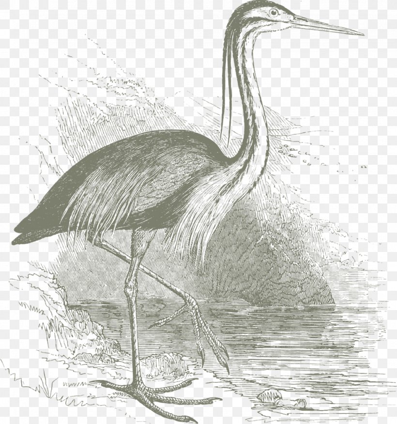 Great Egret Little Blue Heron Bird, PNG, 972x1038px, Great Egret, Beak, Bird, Black And White, Ciconiiformes Download Free