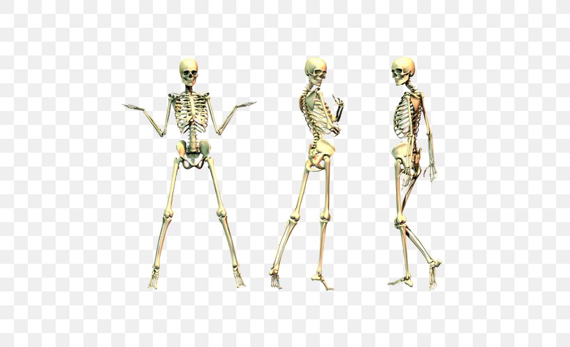 Human Skeleton Clip Art, PNG, 600x500px, Human Skeleton, Bone, Costume Design, Display Resolution, Dots Per Inch Download Free