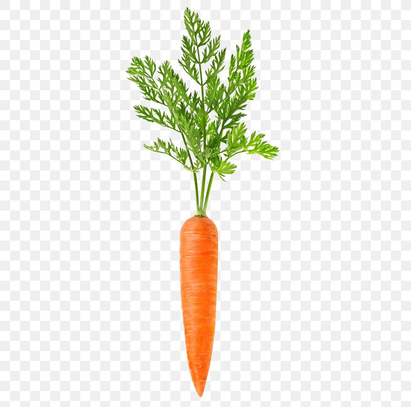 Carrot Vegetable Food, PNG, 384x812px, Juice, Carrot, Carrot Juice, Flowerpot, Food Download Free