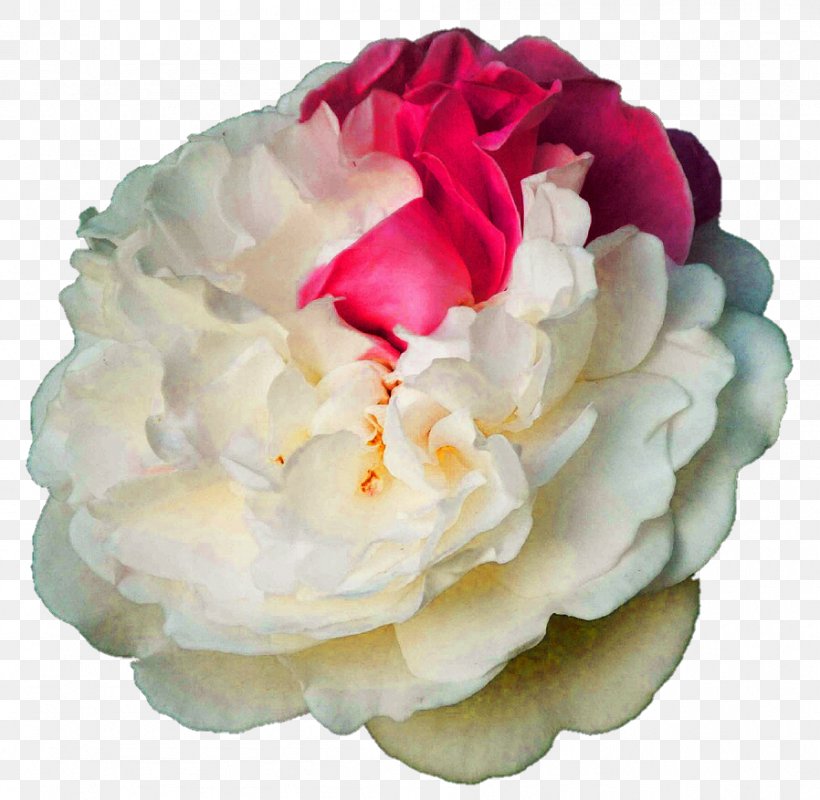 Centifolia Roses Garden Roses Cut Flowers Rosaceae, PNG, 898x877px, Centifolia Roses, Artificial Flower, Canvas Print, Cream, Cut Flowers Download Free
