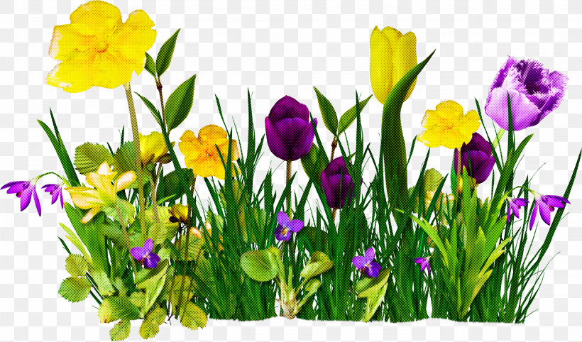 Flower Plant Yellow Spring Petal, PNG, 3084x1815px, Flower, Crocus, Cut Flowers, Grass, Iris Download Free