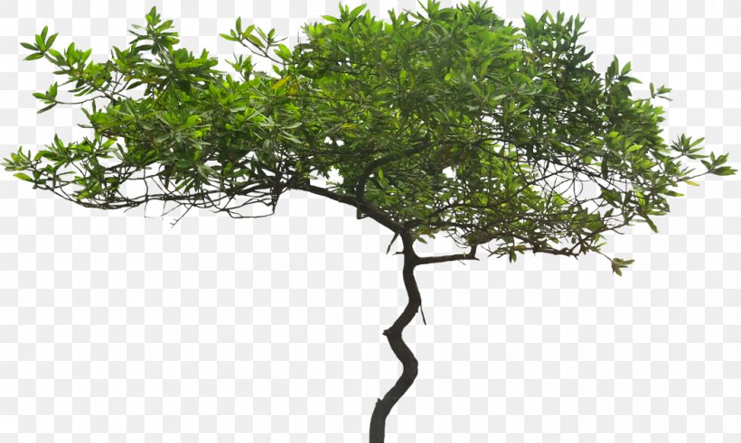Tree Evergreen Arecaceae, PNG, 1052x630px, Tree, Arecaceae, Barringtonia Asiatica, Bonsai, Branch Download Free