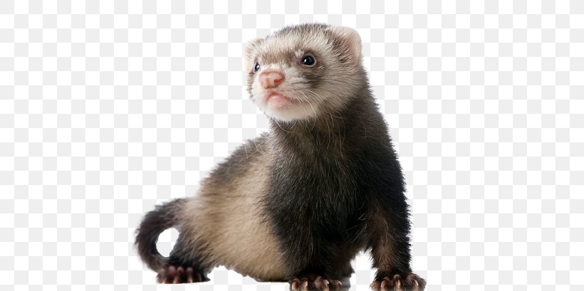 Weasels Ferret Dog Guinea Pig Hamster, PNG, 693x409px, Weasels, Animal, Cage, Carnivoran, Chinchilla Download Free