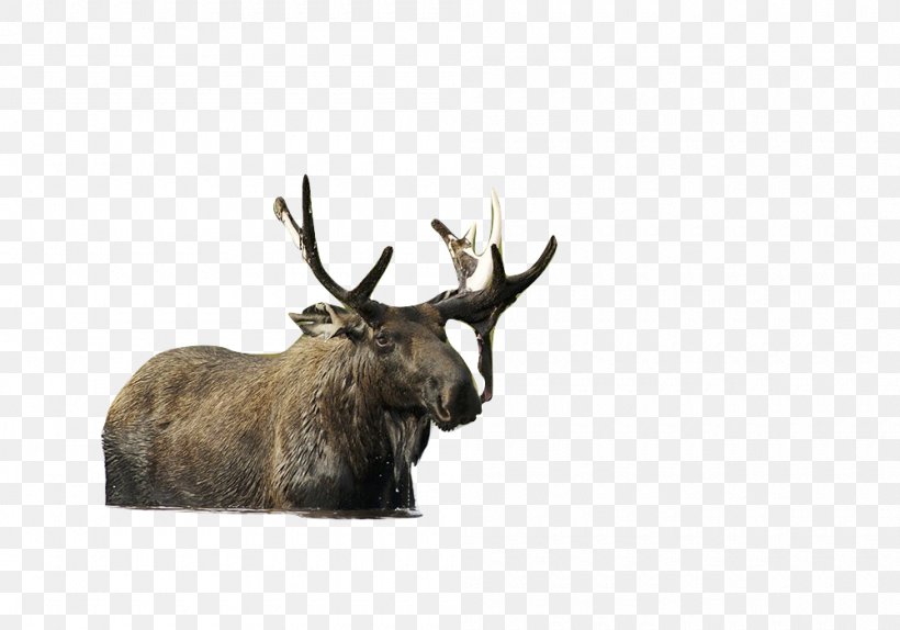 Elk Moose Reindeer Antler Cattle, PNG, 1000x701px, Elk, Animal, Antler, Cattle, Cattle Like Mammal Download Free