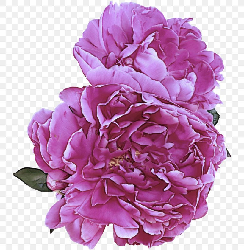 Flower Petal Pink Common Peony Plant, PNG, 737x839px, Flower, Common Peony, Cut Flowers, Peony, Petal Download Free