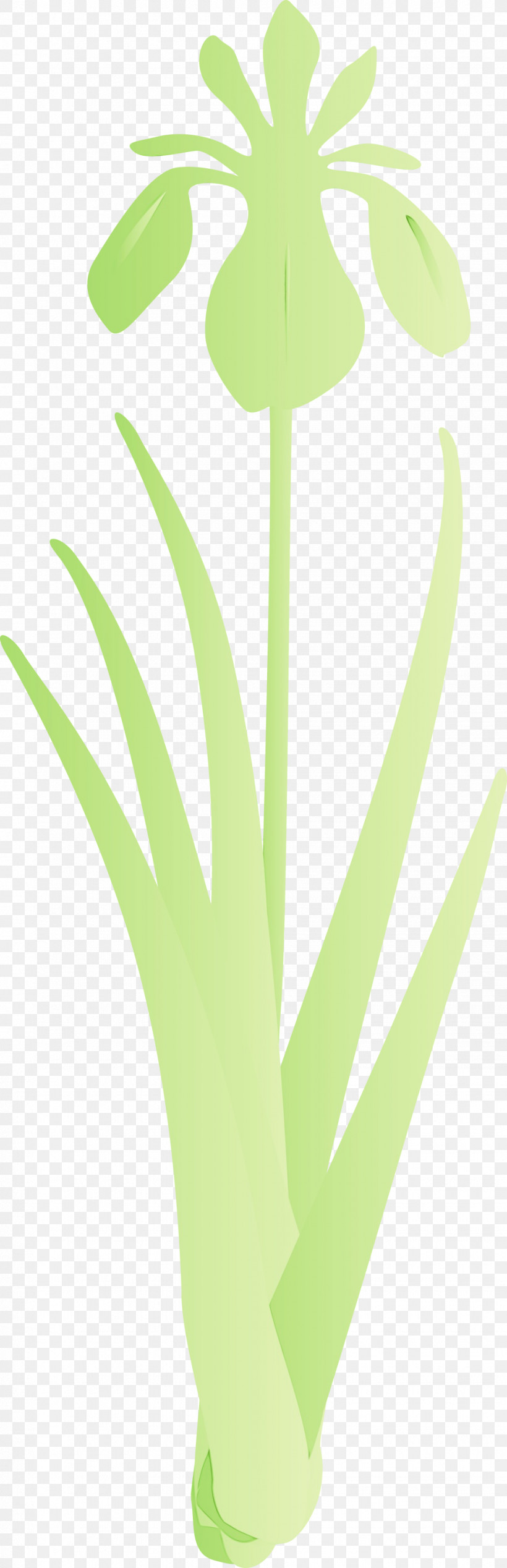 Green Leaf Plant Flower Grass, PNG, 970x3000px, Iris Flower, Flower, Grass, Green, Leaf Download Free
