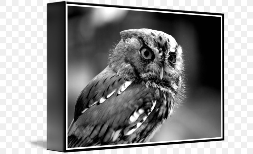 Owl Beak White Wildlife, PNG, 650x499px, Owl, Beak, Bird, Bird Of Prey, Black And White Download Free