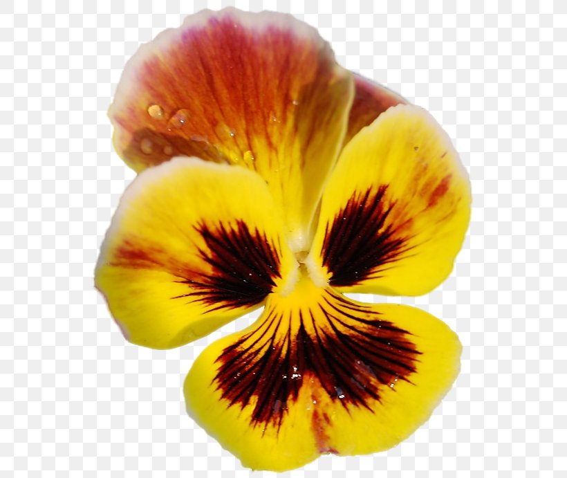 Pansy, PNG, 560x691px, Pansy, Flower, Flowering Plant, Petal, Plant Download Free