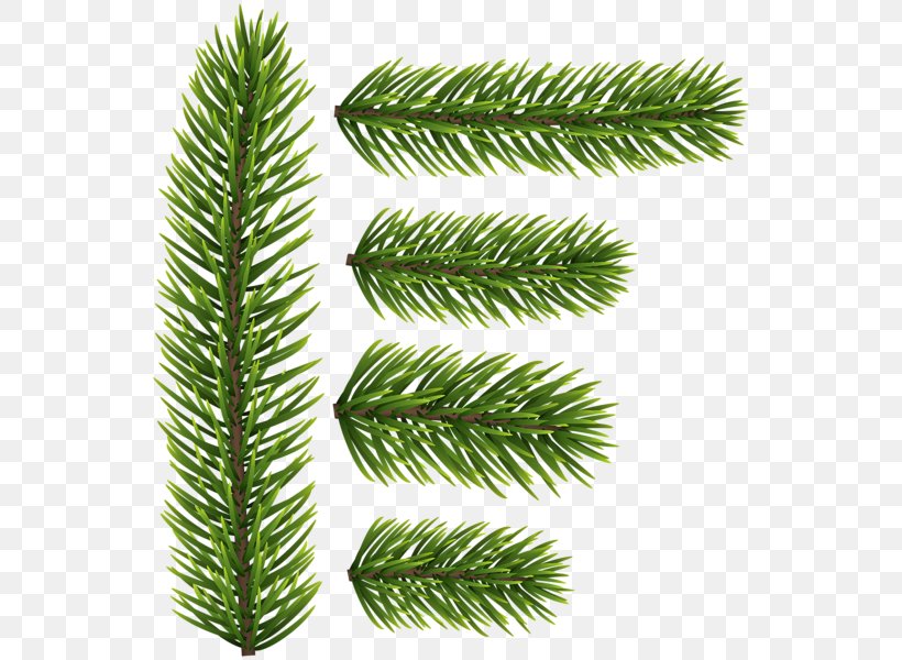 Spruce Fir Tree Conifers Evergreen, PNG, 548x600px, Spruce, Branch, Branching, Conifer, Conifers Download Free