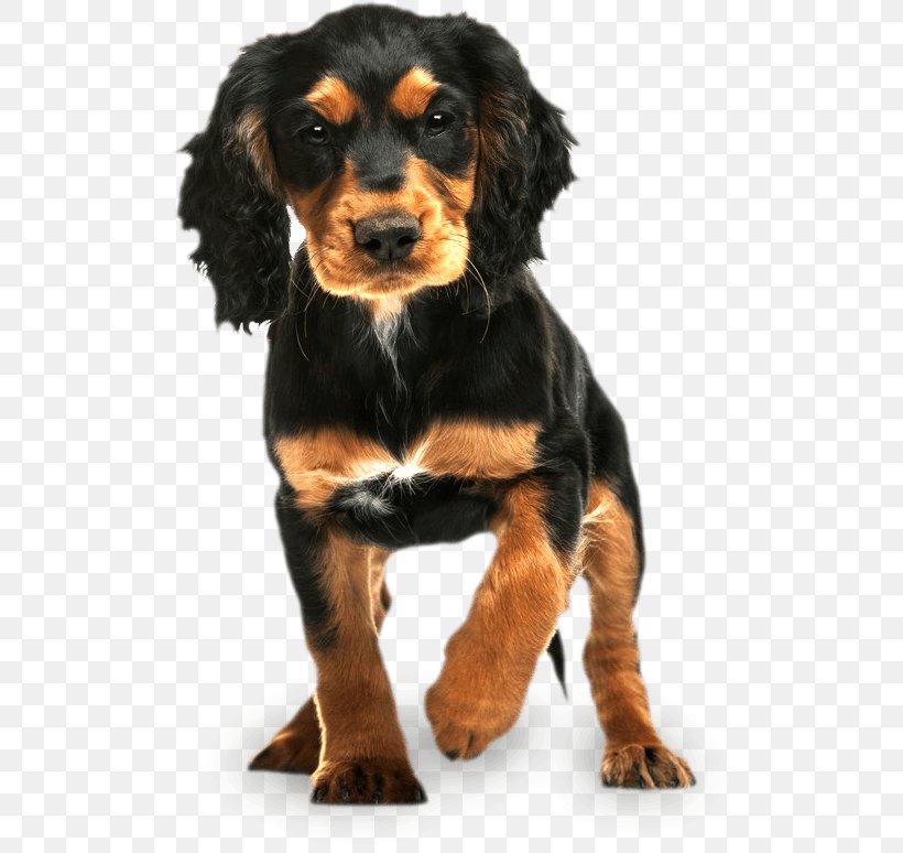 English Cocker Spaniel Rottweiler Puppy English Springer Spaniel, PNG, 517x774px, English Cocker Spaniel, Austrian Black And Tan Hound, Black And Tan Coonhound, Breed, Breeder Download Free