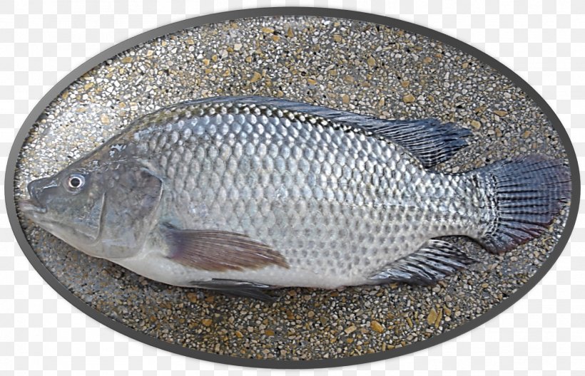 Nile Tilapia Fish Farming Pacu, PNG, 1464x944px, Tilapia, Aquaculture, Arapaima, Fauna, Fillet Download Free