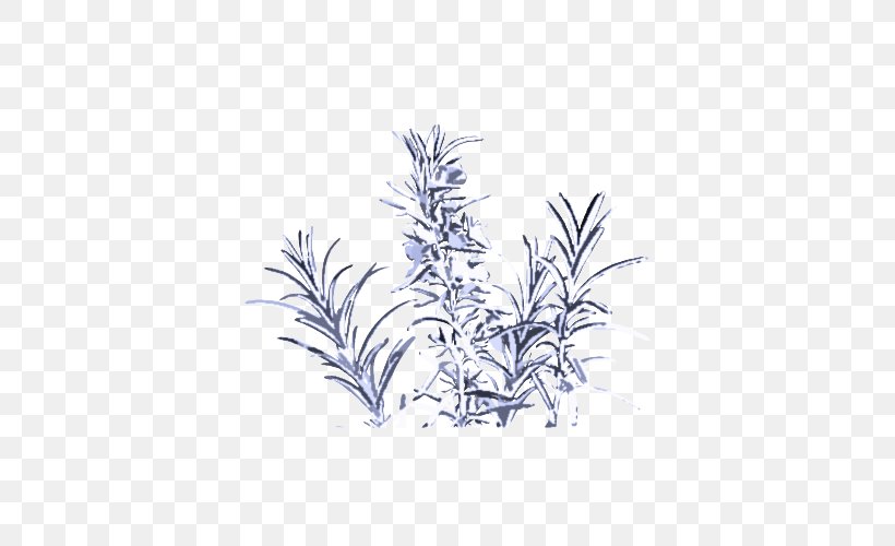 Rosemary, PNG, 500x500px, Plant, Flower, Grass, Leaf, Perennial Plant Download Free