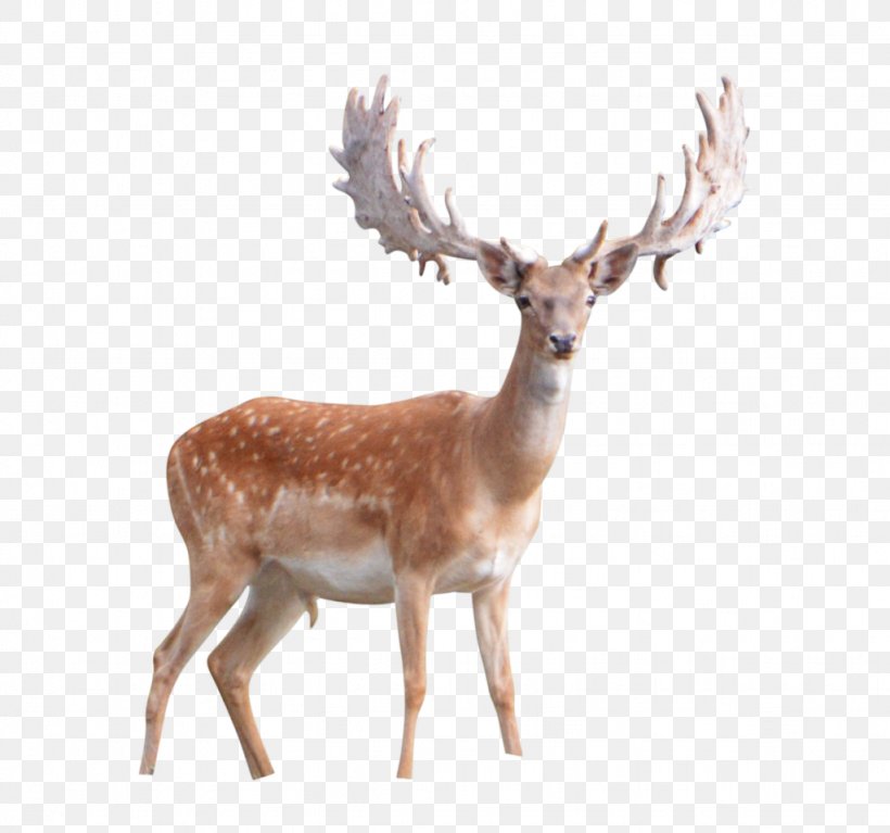 White-tailed Deer Desktop Wallpaper Clip Art, PNG, 1024x958px, Deer, Antler, Display Resolution, Fallow Deer, Fauna Download Free