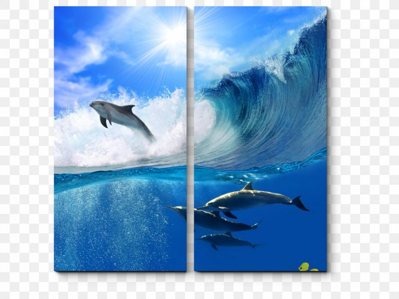 Common Bottlenose Dolphin Desktop Wallpaper Wallpaper, PNG, 1400x1050px, Common Bottlenose Dolphin, Animal, Bottlenose Dolphin, Dolphin, Fauna Download Free