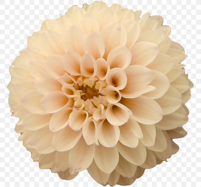 Dahlia Cut Flowers Clip Art, PNG, 763x761px, Dahlia, Aster, Cut Flowers, Daisy Family, Drawing Download Free