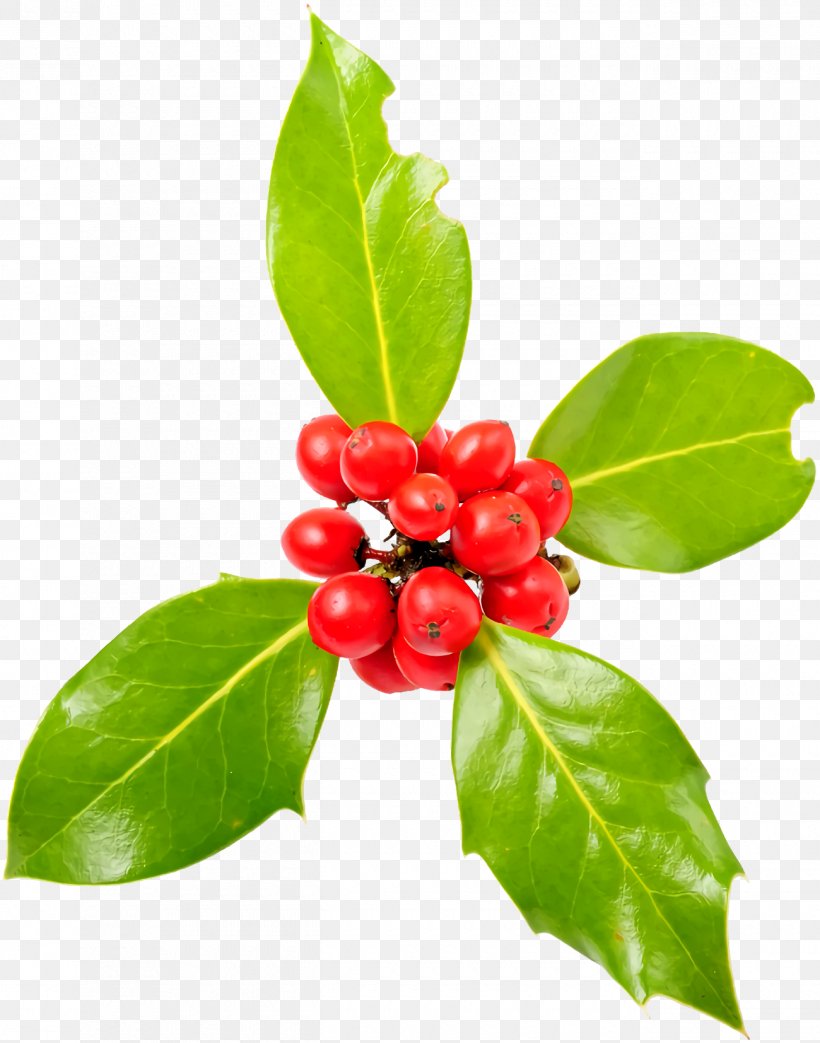 Christmas Holly Ilex Holly, PNG, 1300x1654px, Christmas Holly, Berry, Christmas, Flower, Fruit Download Free