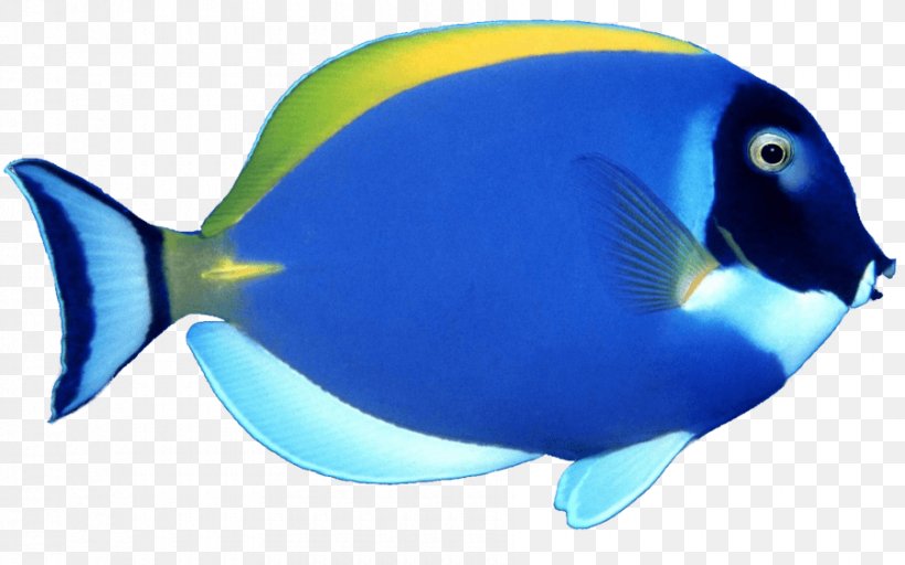 Fish Clip Art, PNG, 900x563px, Fish, Beak, Blue, Cobalt Blue, Coral Reef Fish Download Free