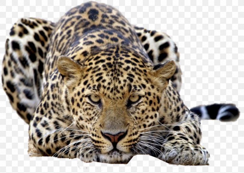 Leopard Tiger Felidae Desktop Wallpaper High-definition Television, PNG, 844x600px, 4k Resolution, Leopard, Big Cat, Big Cats, Carnivoran Download Free