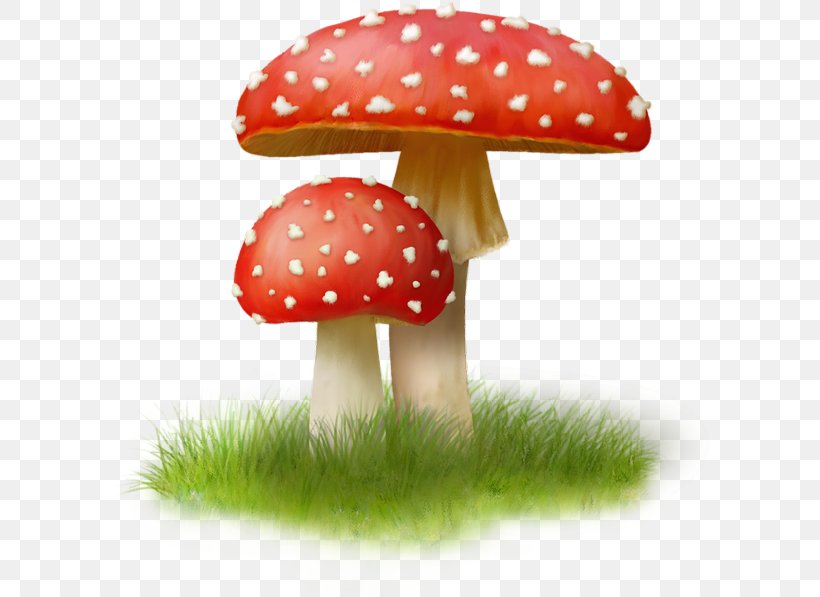 Mushroom Agaric Riddle, PNG, 600x597px, Mushroom, Agaric, Field, Liveinternet, Riddle Download Free