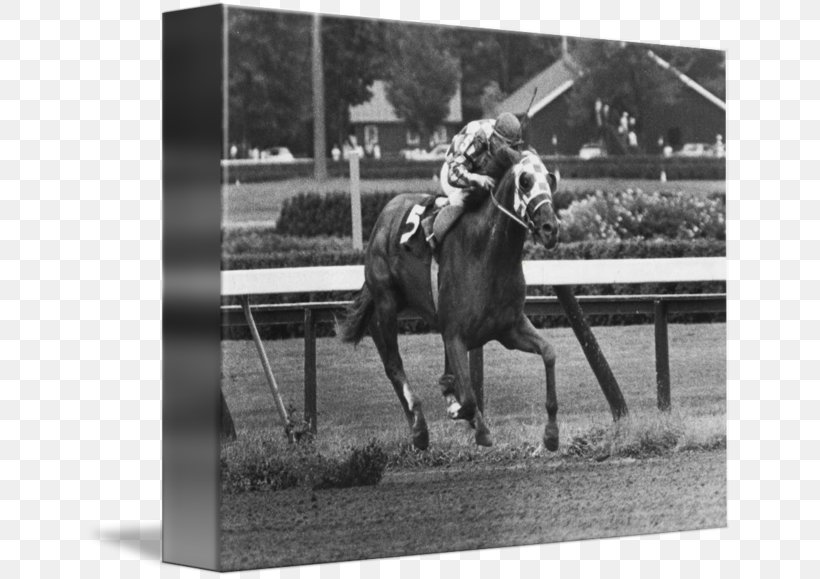 Stallion Horse Racing Thoroughbred Belmont Stakes Jockey, PNG, 650x579px, Stallion, Animal Sports, Belmont Stakes, Black And White, Bridle Download Free