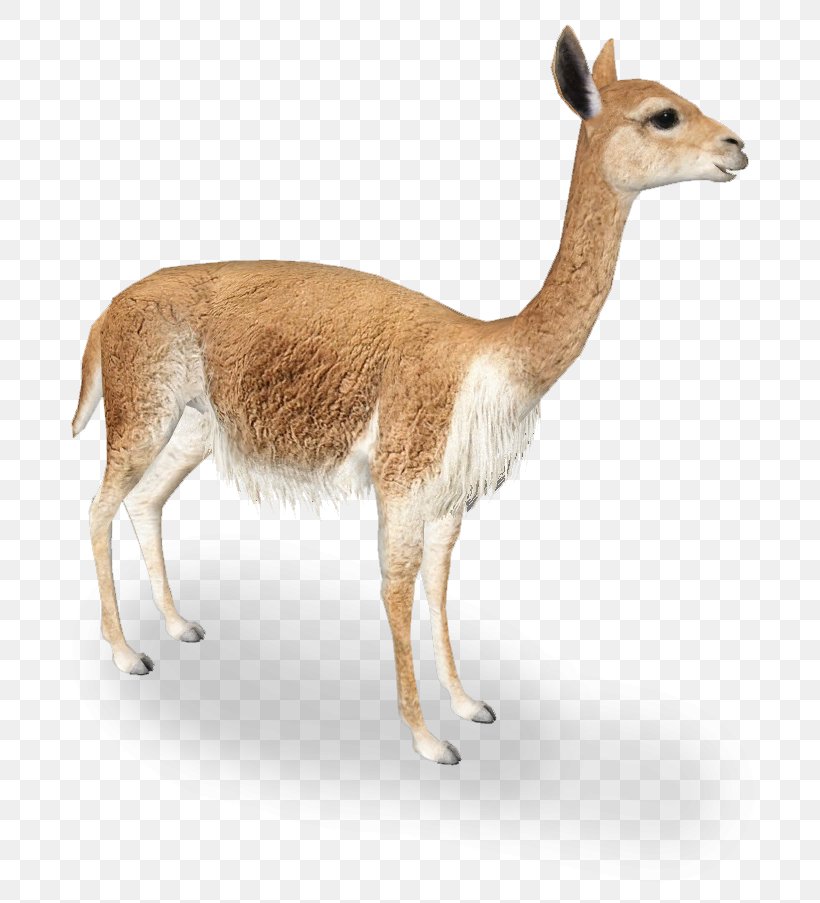 Vicuña Llama Guanaco Alpaca Antelope, PNG, 705x903px, Llama, Alpaca, Animal, Antelope, Camel Like Mammal Download Free