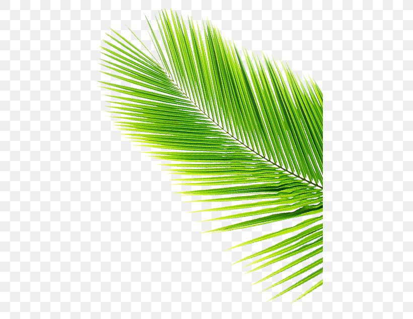 Asian Palmyra Palm Leaf Coconut Arecaceae, PNG, 462x634px, Asian Palmyra Palm, Arecaceae, Arecales, Borassus, Borassus Flabellifer Download Free