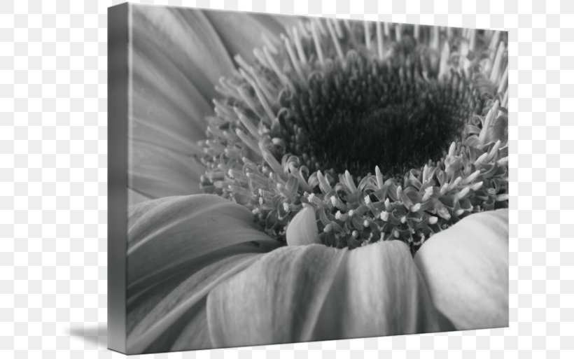 Still Life Photography Transvaal Daisy Stock Photography, PNG, 650x513px, Transvaal Daisy, Black And White, Close Up, Closeup, Flora Download Free