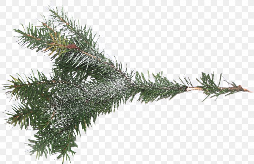 Tree Branch Spruce Clip Art, PNG, 1494x966px, Tree, Branch, Christmas Ornament, Christmas Tree, Conifer Download Free
