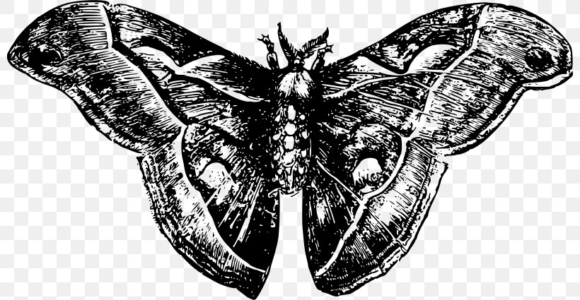 Butterfly & Moth Butterfly & Moth Insect European Gypsy Moth, PNG, 800x425px, Moth, Arthropod, Black And White, Butterflies And Moths, Butterfly Download Free