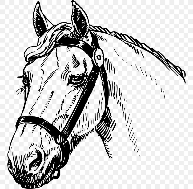 Mustang American Quarter Horse Pony Mare Stallion, PNG, 758x800px, Mustang, American Quarter Horse, Art, Black, Black And White Download Free