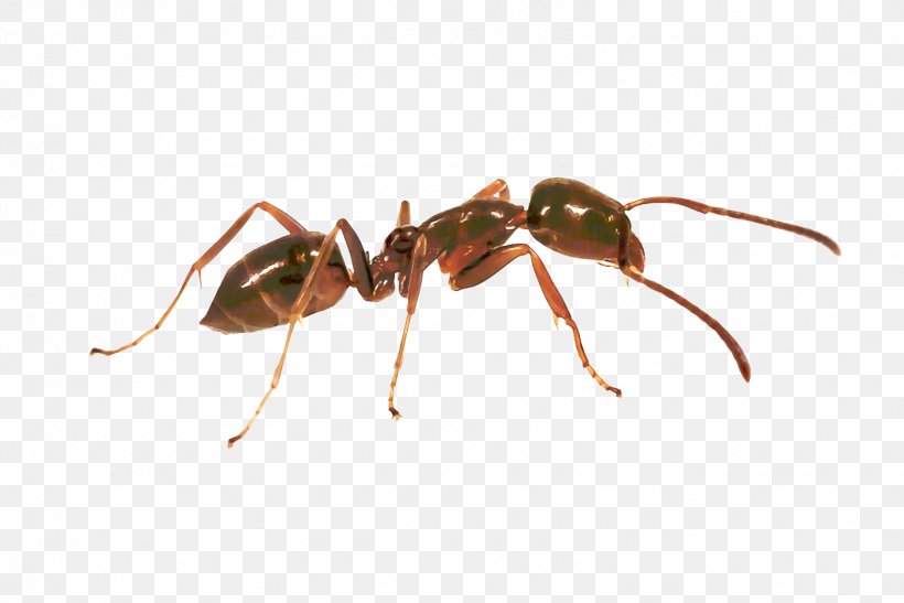 Ant Cartoon, PNG, 1598x1067px, Ant, Animal, Argentine Ant, Carpenter Ant, Collision Download Free