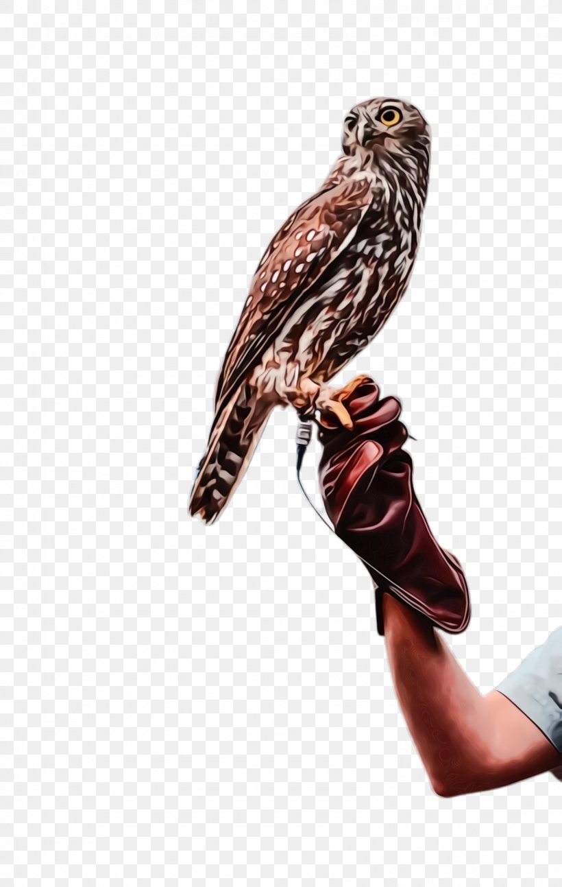 Bird Falcon Sharp Shinned Hawk Kite Peregrine Falcon, PNG, 1592x2512px, Watercolor, Beak, Bird, Bird Of Prey, Coopers Hawk Download Free