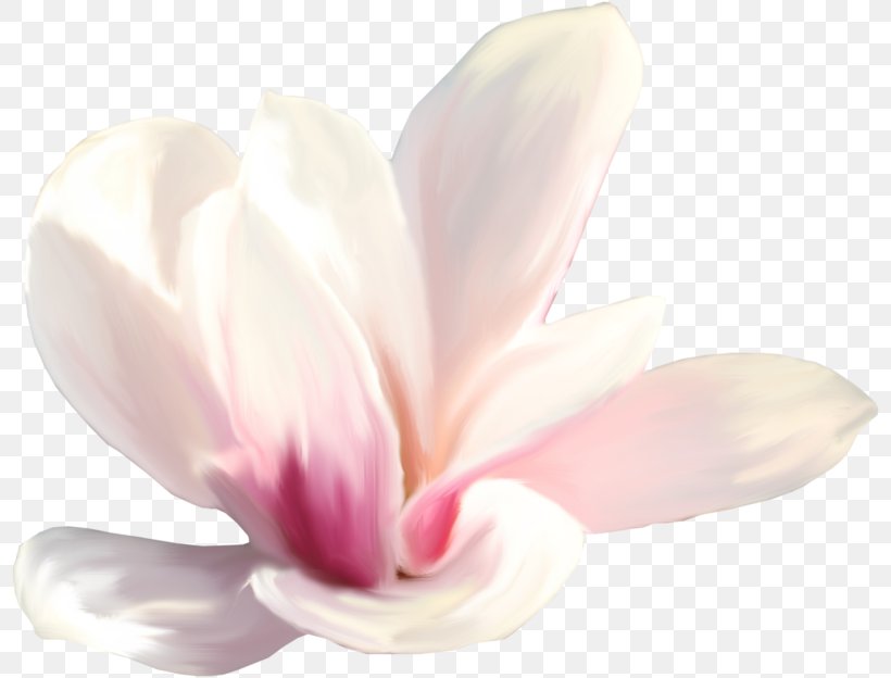 Close-up Pink M Petal Herbaceous Plant, PNG, 800x624px, Closeup, Blossom, Close Up, Flower, Flowering Plant Download Free