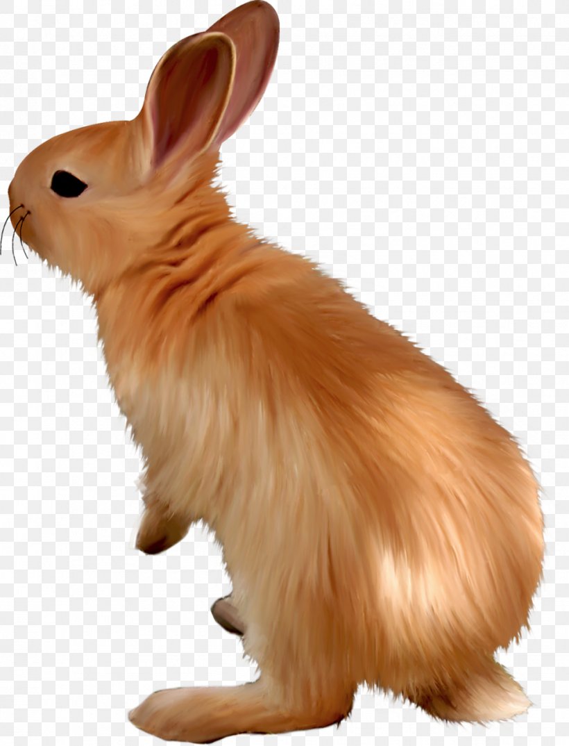 Domestic Rabbit Hare Dog Whiskers Mammal, PNG, 977x1280px, Domestic Rabbit, Animal, Breed, Canidae, Dog Download Free