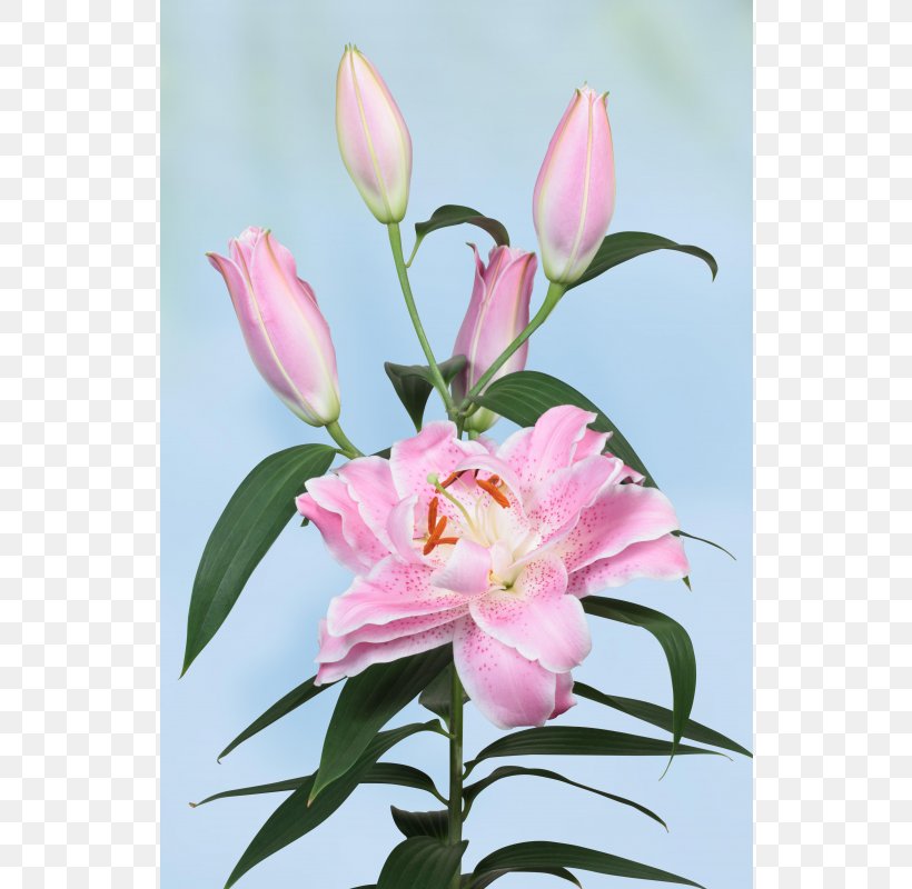 Floral Design Cut Flowers Pink M Petal, PNG, 800x800px, Floral Design, Cut Flowers, Floristry, Flower, Flower Arranging Download Free