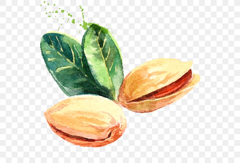 Pistachio Watercolor Painting Drawing, PNG, 763x559px, Pistachio, Drawing, Food, Fruit, Nut Download Free