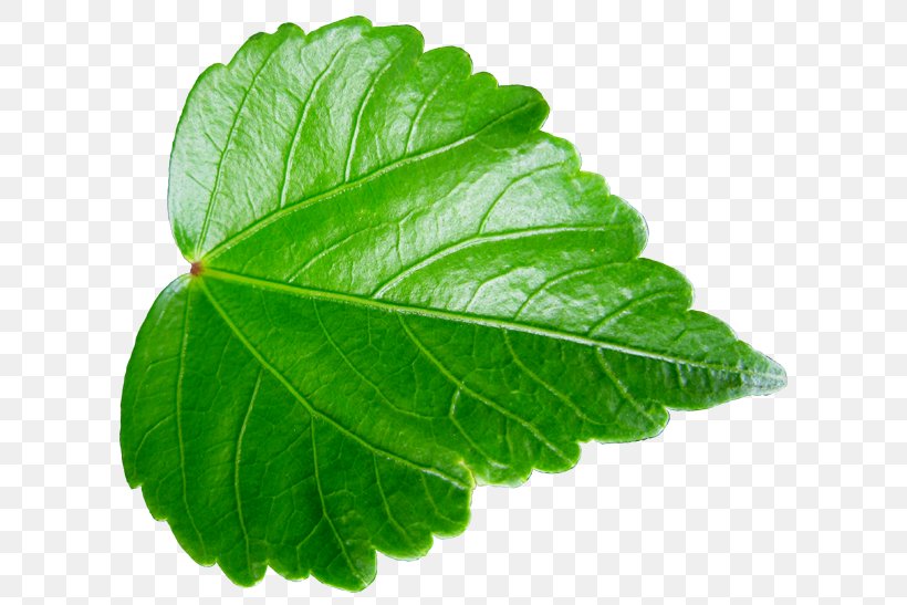 Leaf Vegetable ハイビスカス Herb Asakawa, PNG, 623x547px, Leaf, Flower, Green, Herb, Herbalism Download Free
