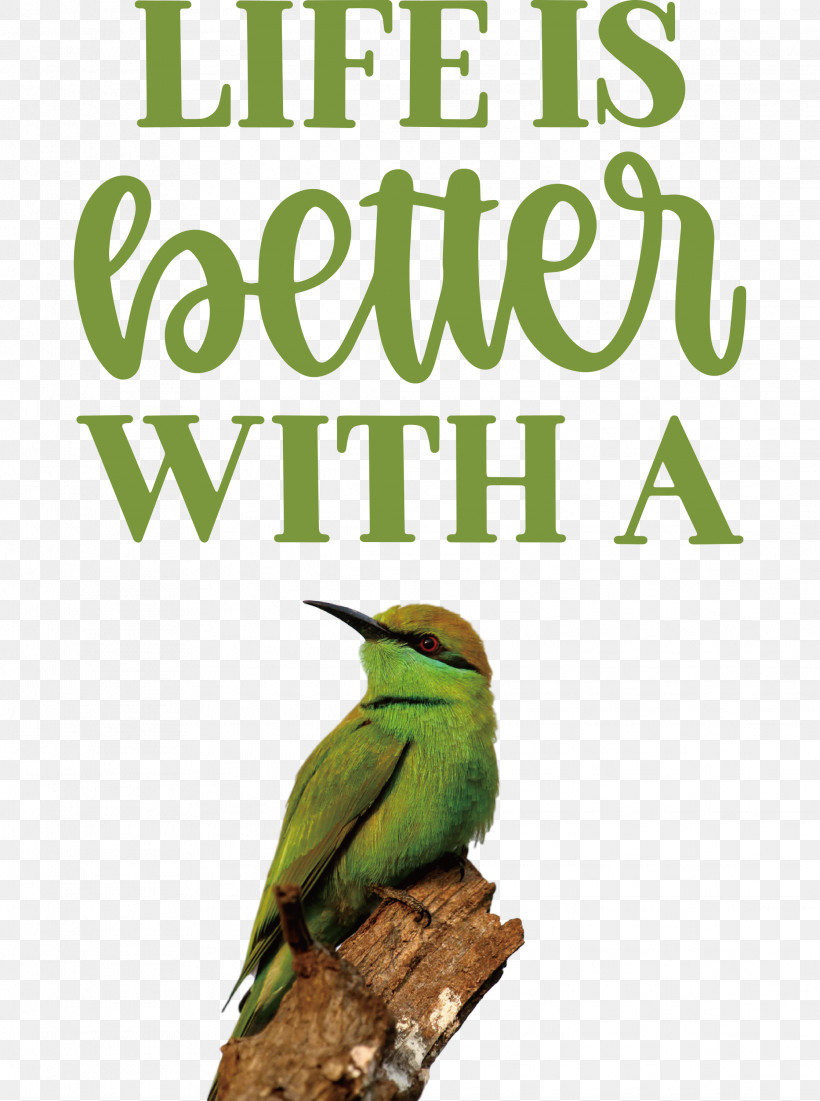 Life Better, PNG, 2234x3000px, Life, Beak, Better, Biology, Birds Download Free