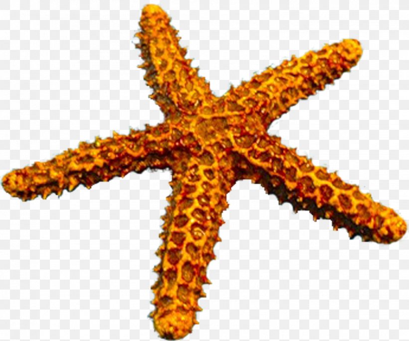 Starfish, PNG, 1417x1181px, Starfish, Beach, Computer Software, Decoupage, Echinoderm Download Free