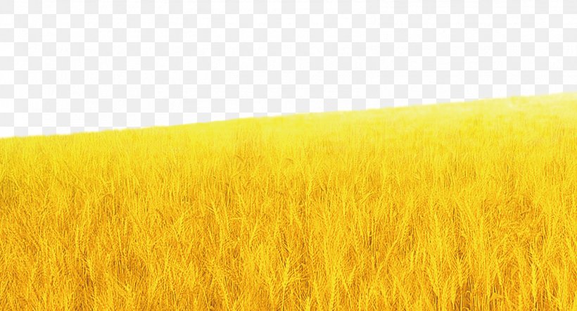 Barley Wheat Harvest Grassland Rye, PNG, 1597x861px, Barley, Agriculture, Cereal, Commodity, Crop Download Free